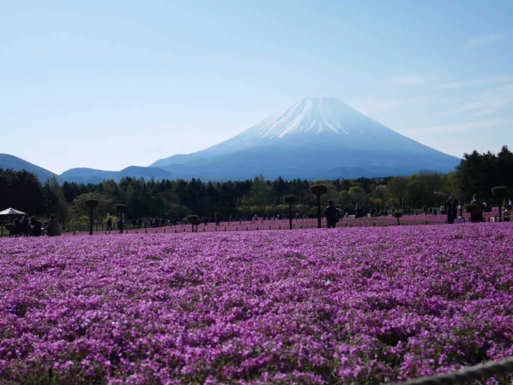 芝桜と富士山