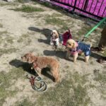 頑張ってもできないことがある。それが障害だと思う話