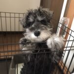 また犬のいる幸せな日々へ｜はるくんとの再スタート