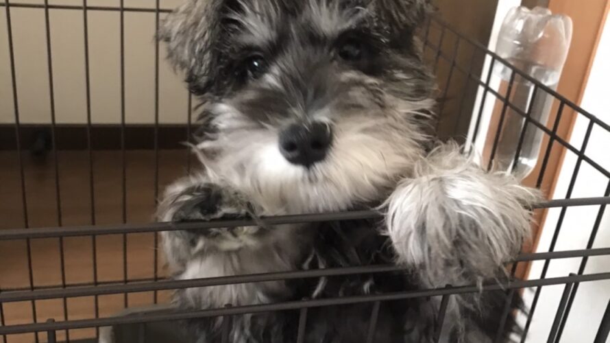 また犬のいる幸せな日々へ|はるくんとの再スタート